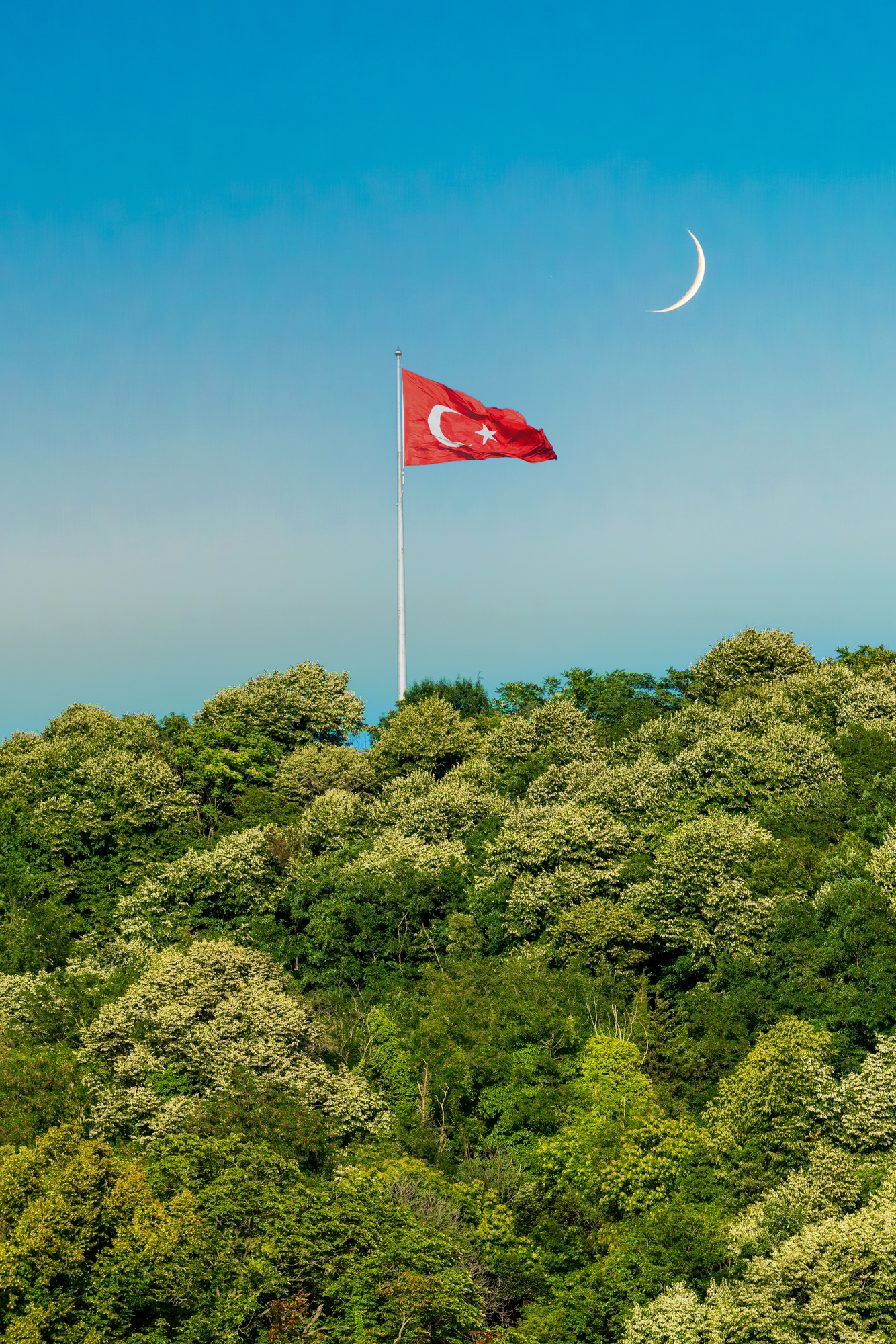 Turkey Flag Flying Over Forest